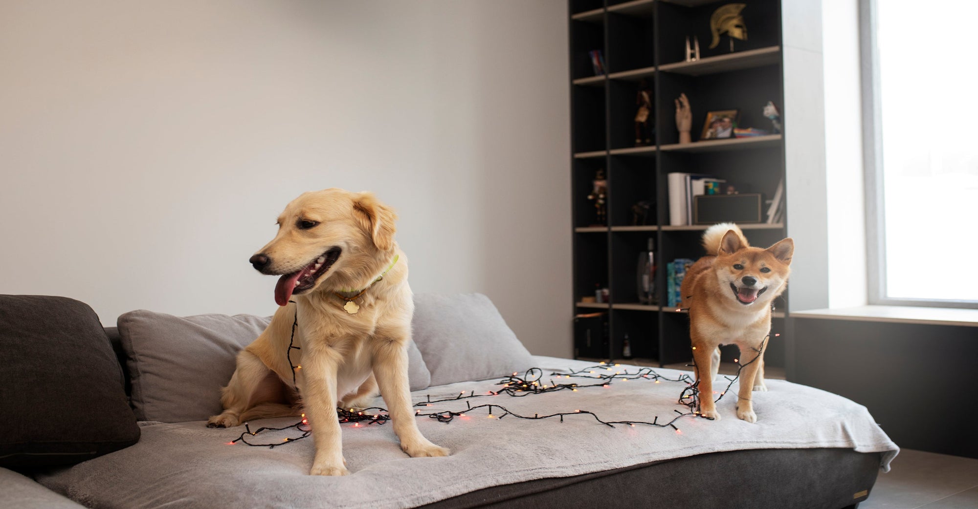 Cutting-Edge Air Purifiers For Homes With Multiple Pets